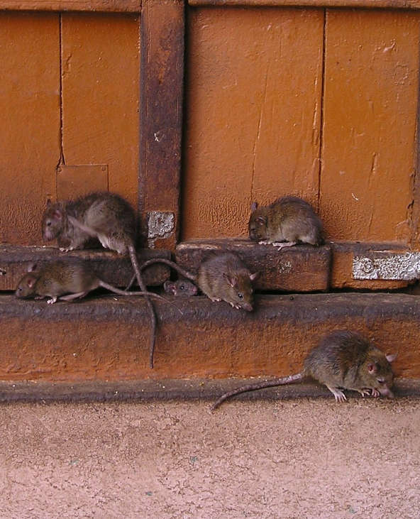 groupe de rats gris
