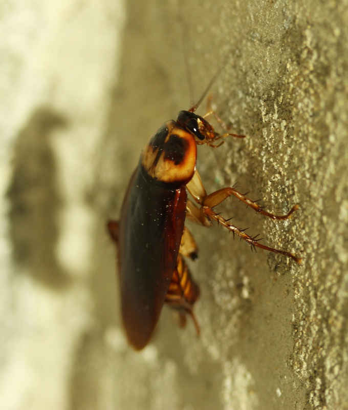 blatte sur un mur vertical