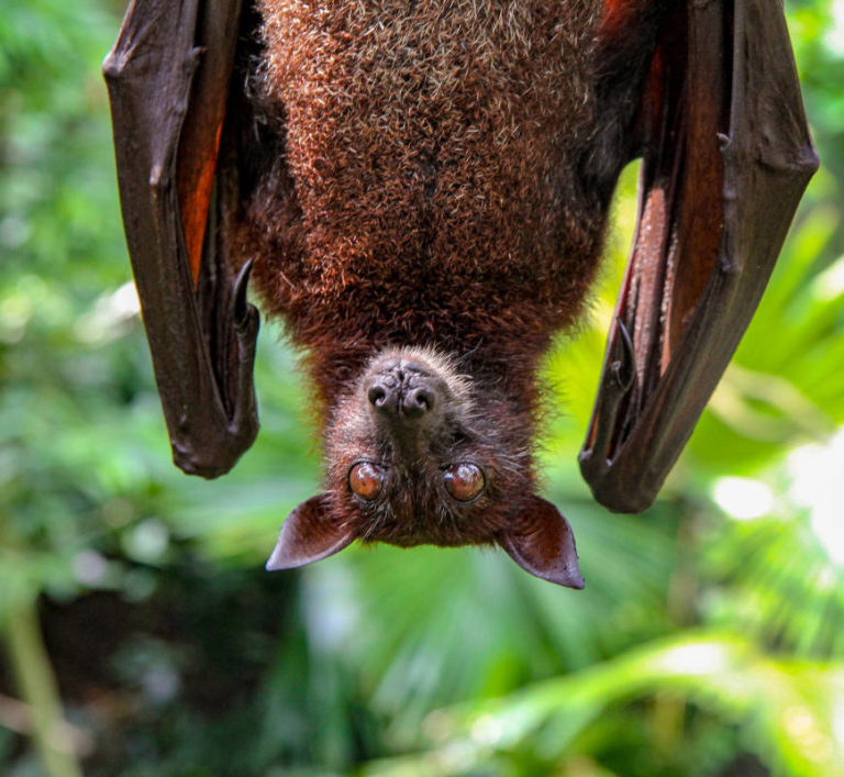 chauve-souris tête bêche