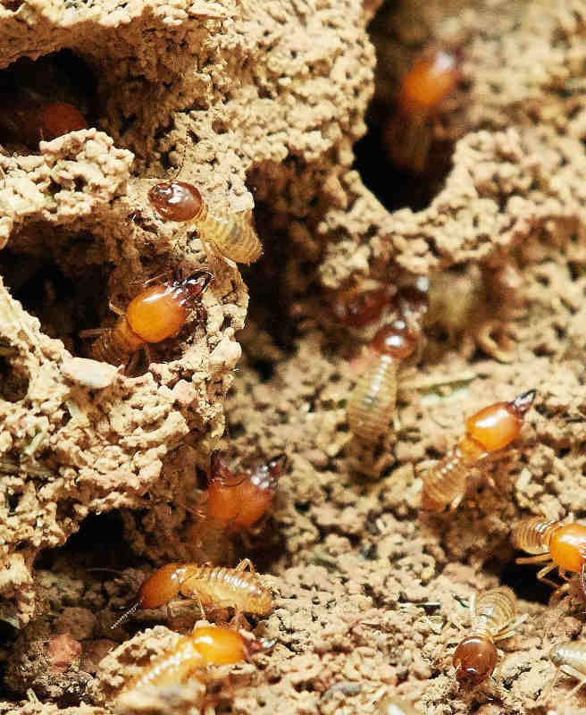 termitieres et termites