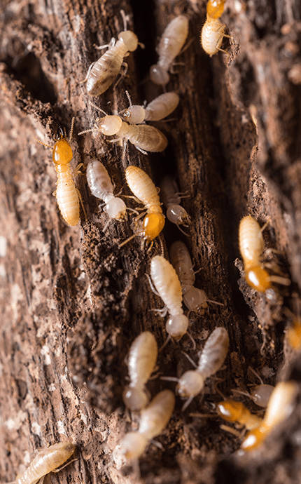 tronc plein de termites