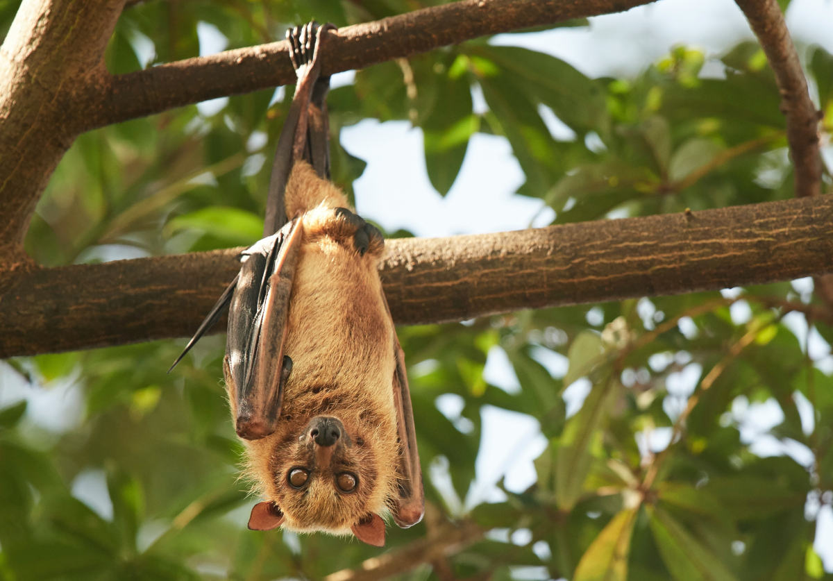 chauve-souris marron